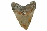 Bargain, Fossil Megalodon Tooth - Serrated Blade #342218-1